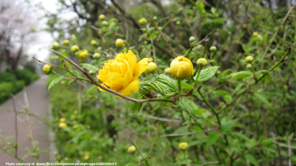 YellowBlossom-001-032418.jpg