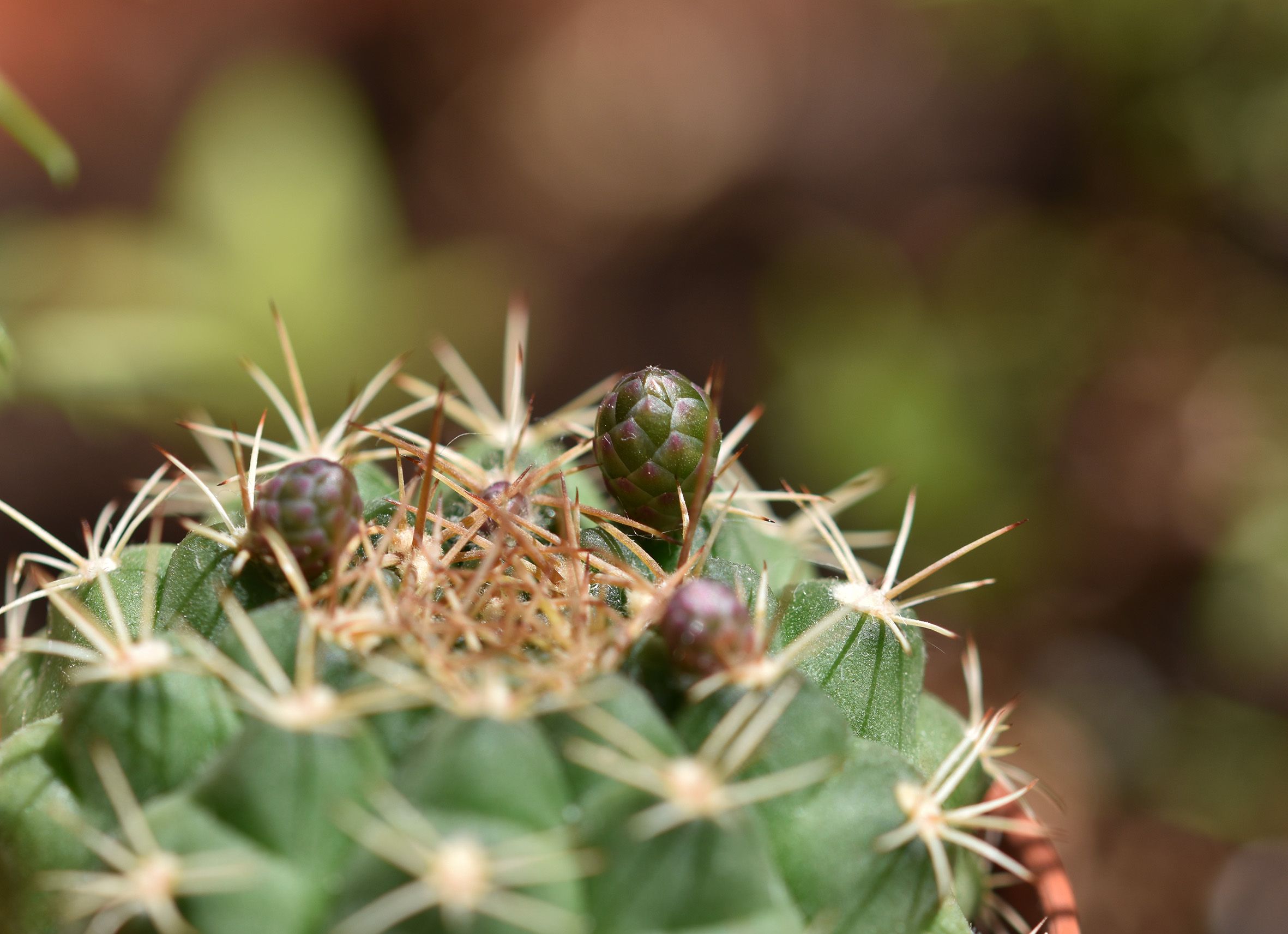 Gymnocalycium damsii cactus flower buds 1.jpg