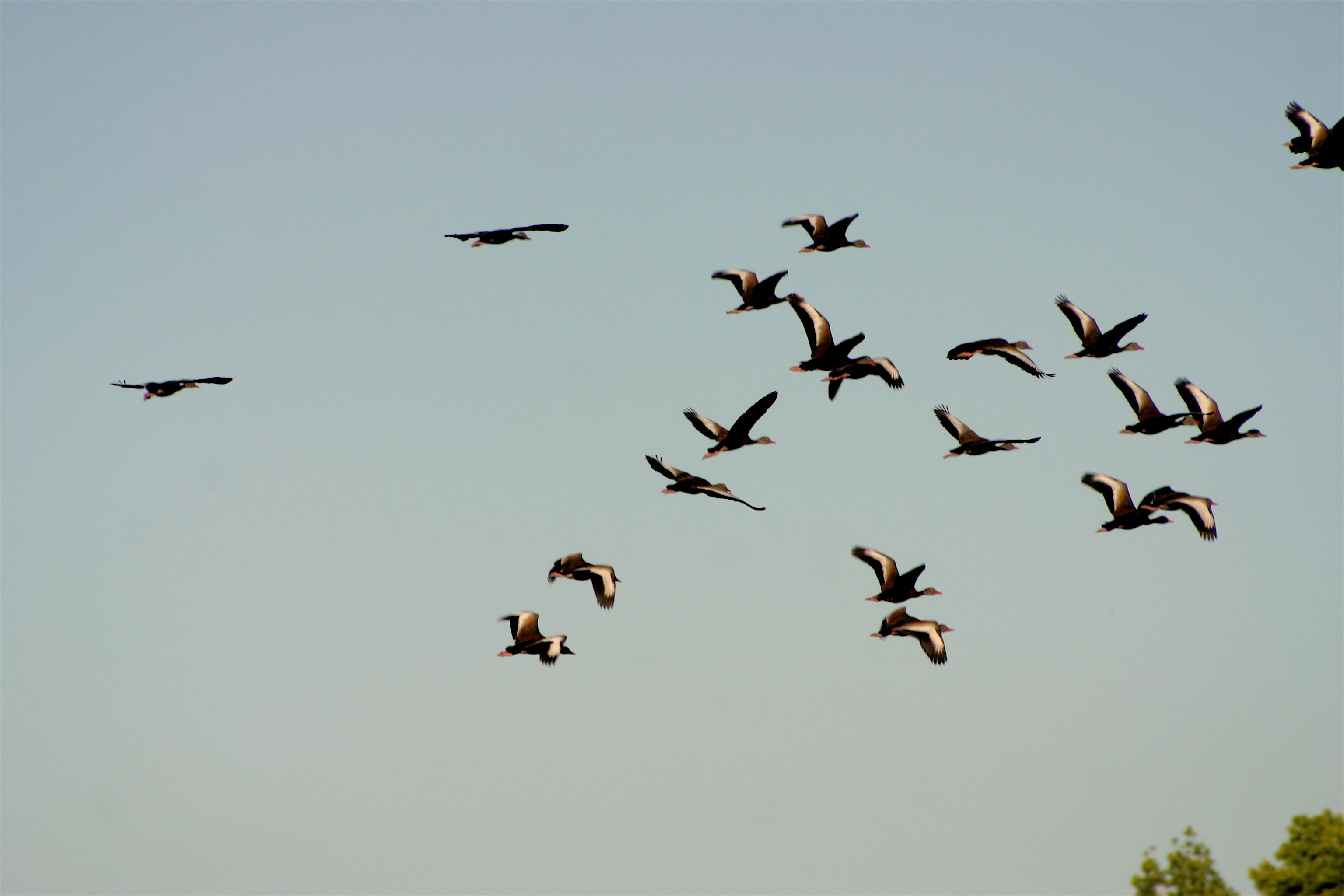ducks flying 5.jpg