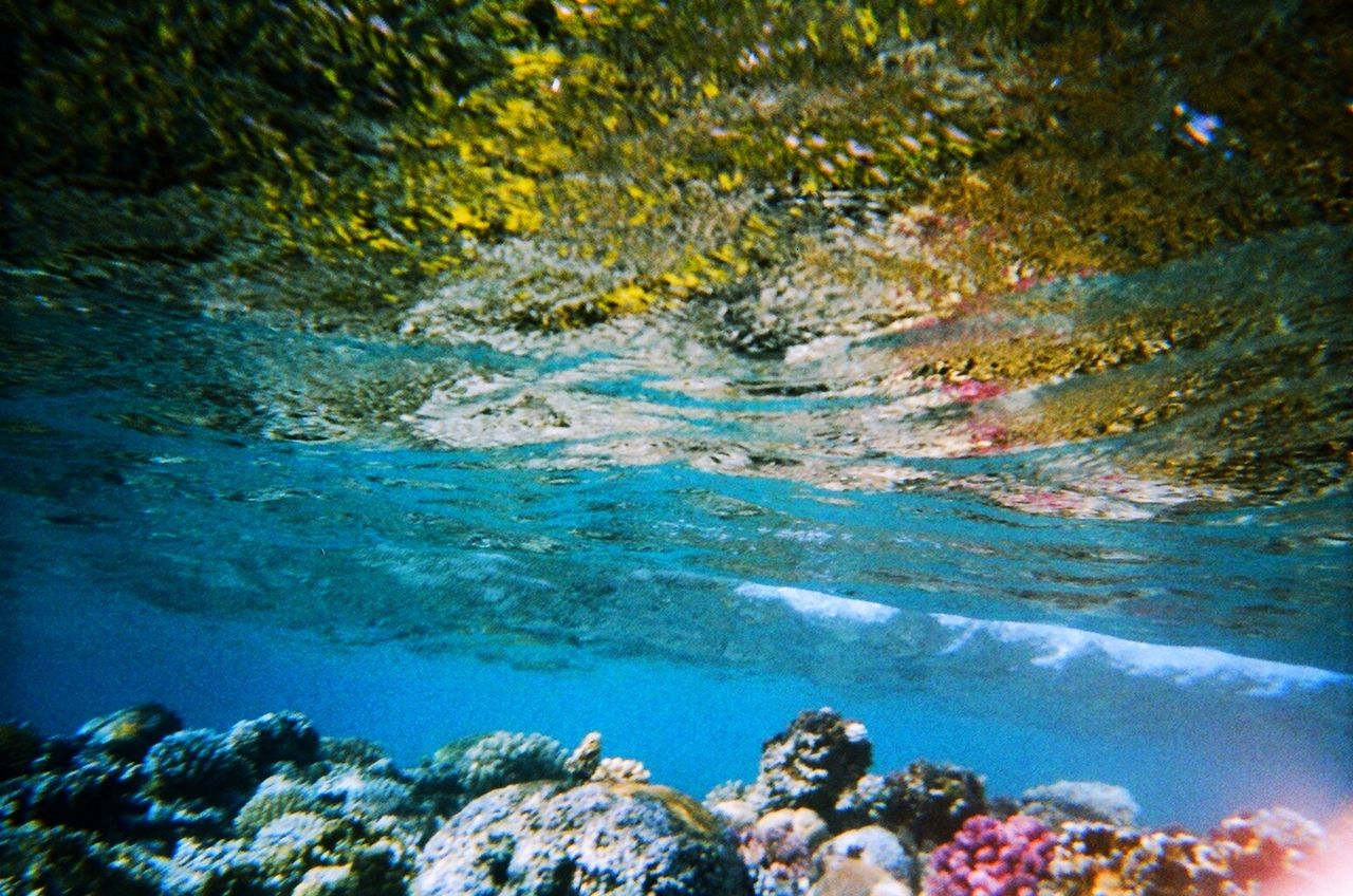 13690480553 - coral reef dahab red sea egypt.jpg