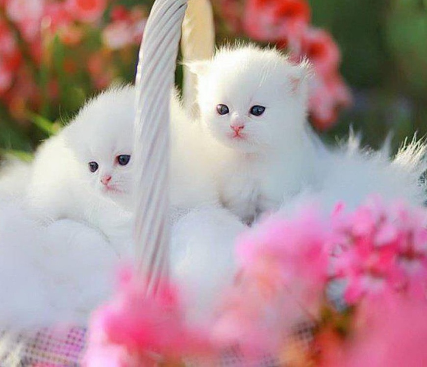 look-these-cute-cats-very-beautiful-and--635698660300751578-13025.jpg