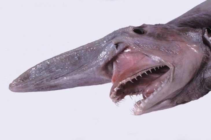 goblin shark_Innerhacking_Com.jpg