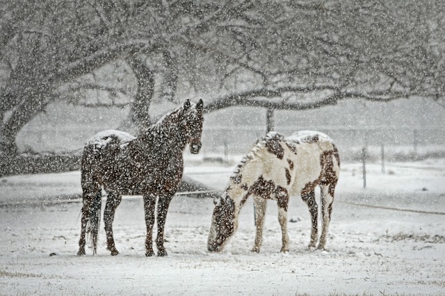 Horse Equine Snow Snowfall Winter Equestrian.jpg