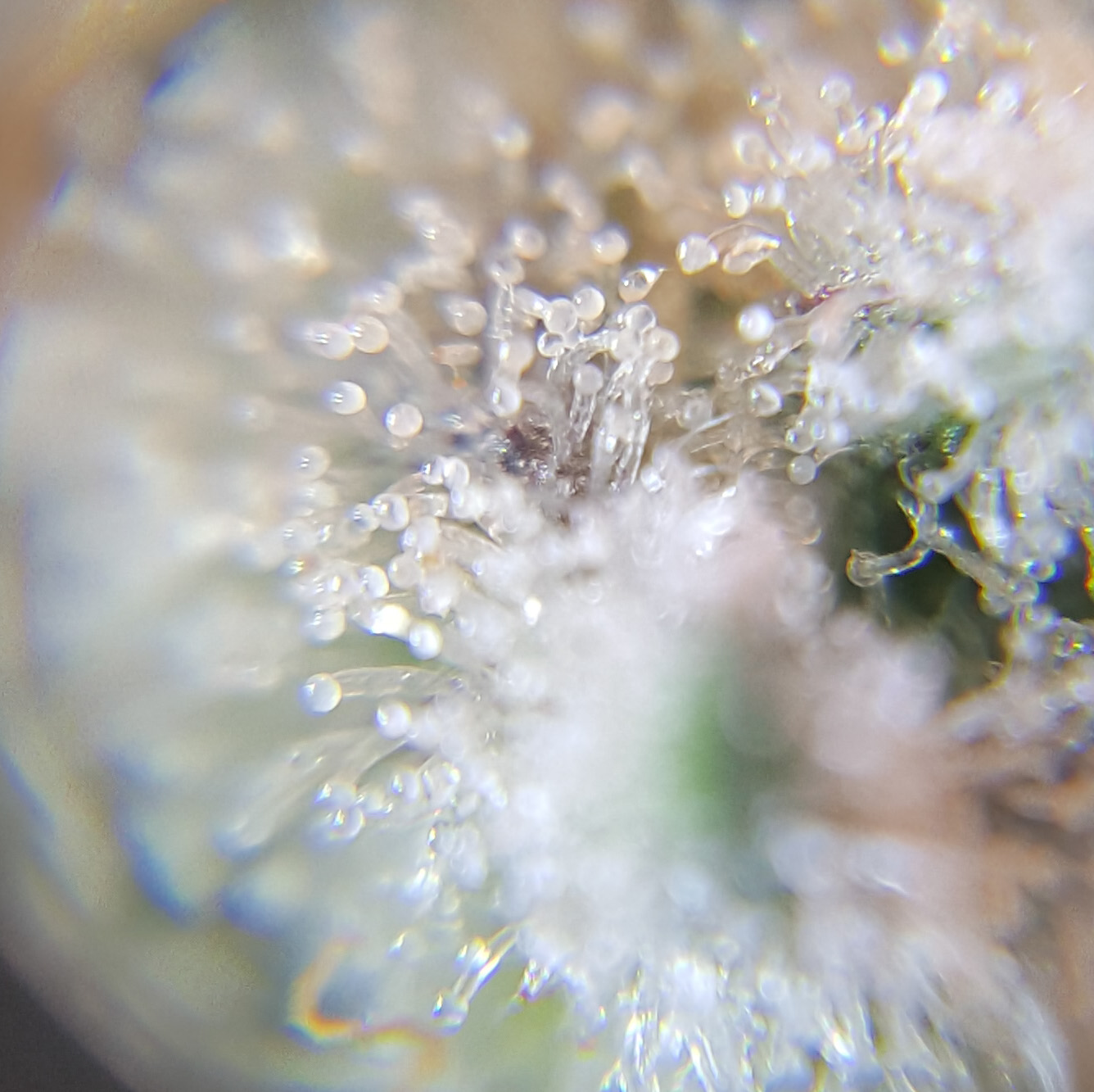 Trichome 02_edited.jpg