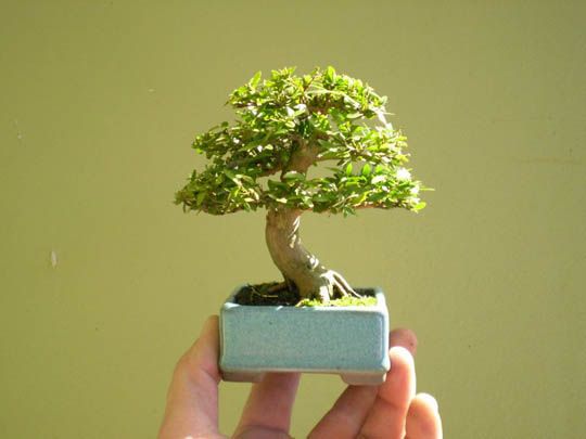 shito-bonsai.jpg