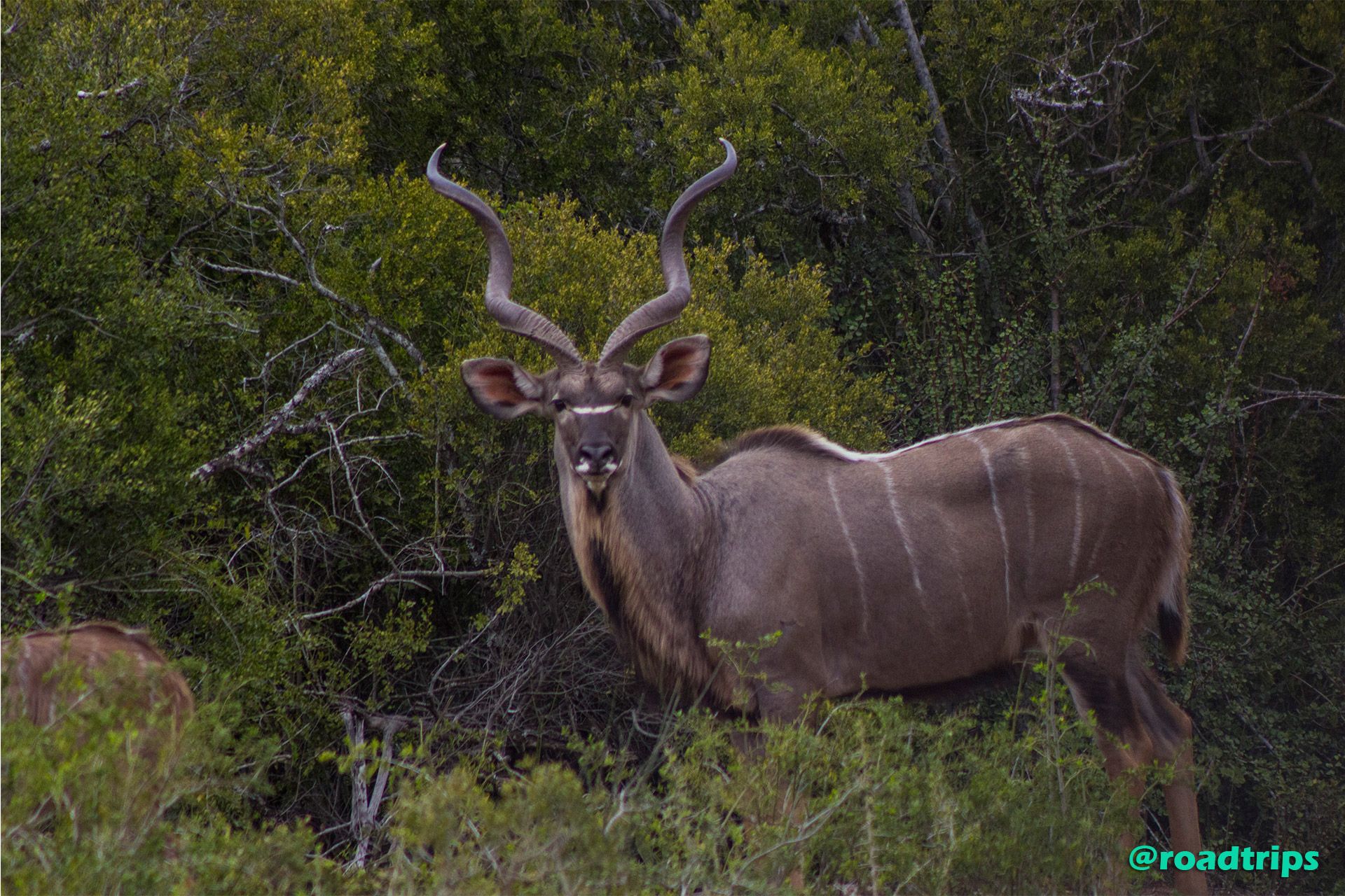 Kudu.jpg