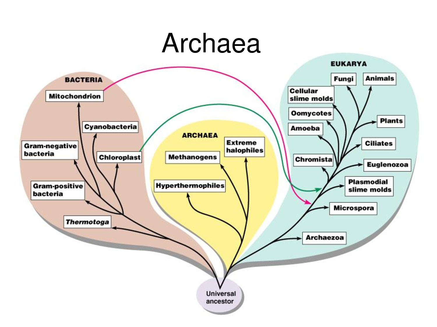 Archaea | vlr.eng.br
