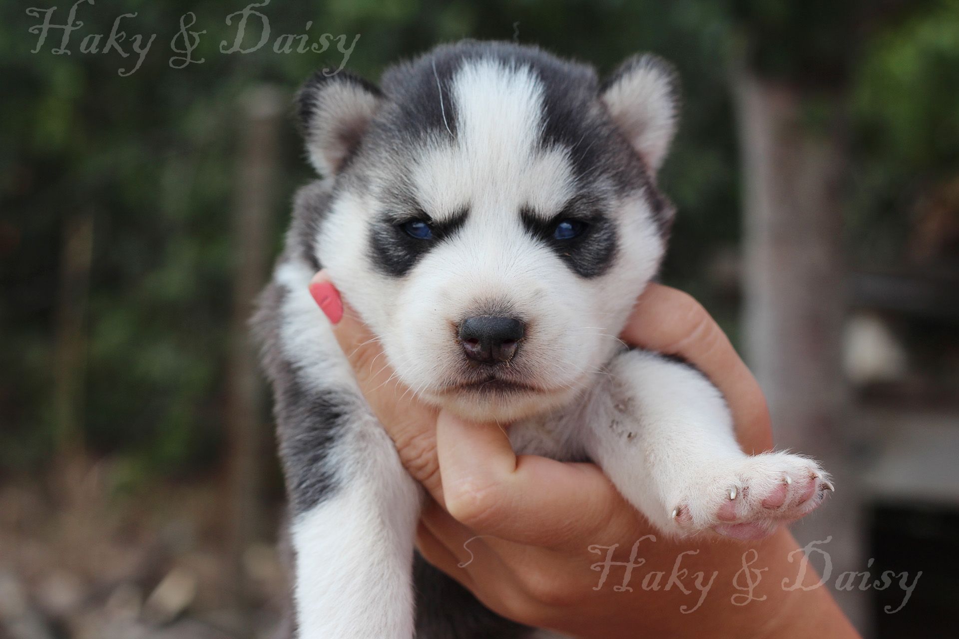 2 months sale husky puppy