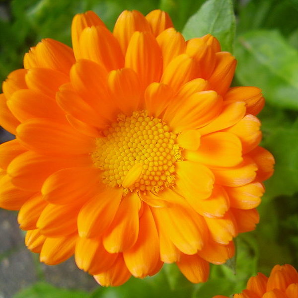 Nagietek-Lekarski-Calendula-Officinalis-4-600x600.jpeg