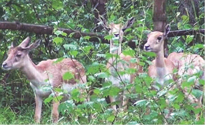 blackbuks-bangabandhu-park.jpg