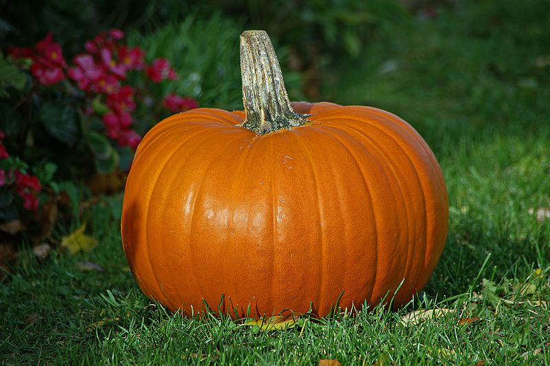 800px-Pumpkin.jpg