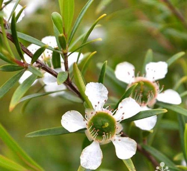 leptospermum-petersonii-lemon-scented-tea-tree-flower.jpg