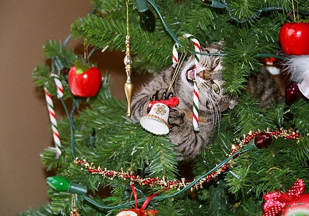 XX-animals-destroying-Christmas-16__605.jpg