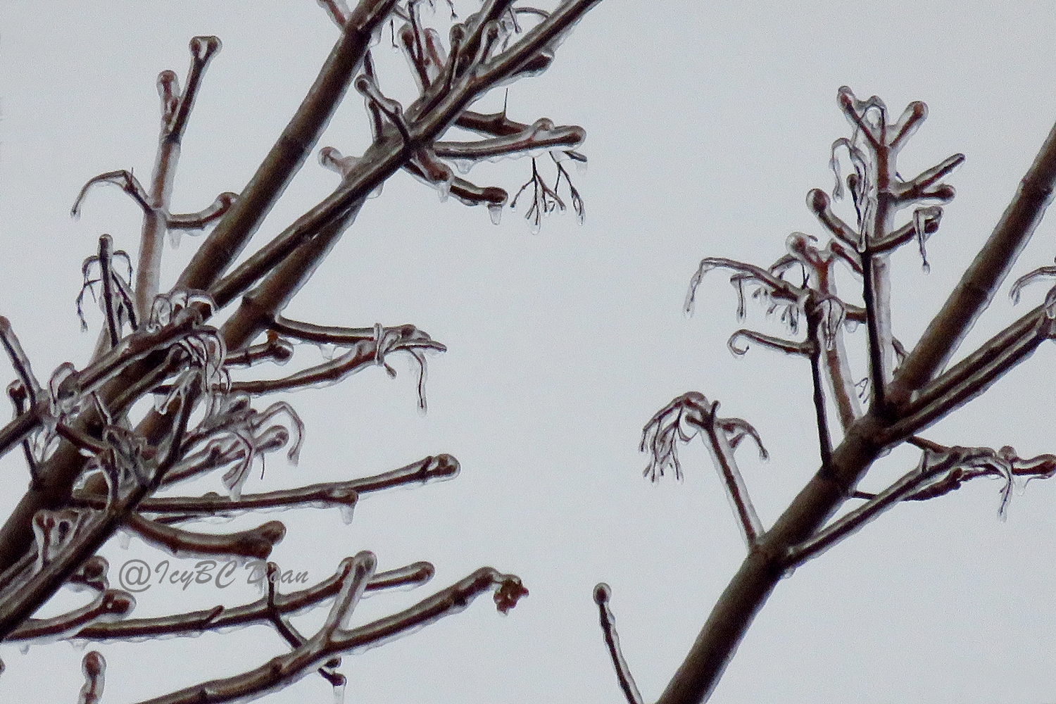 april ice storm 1.JPG