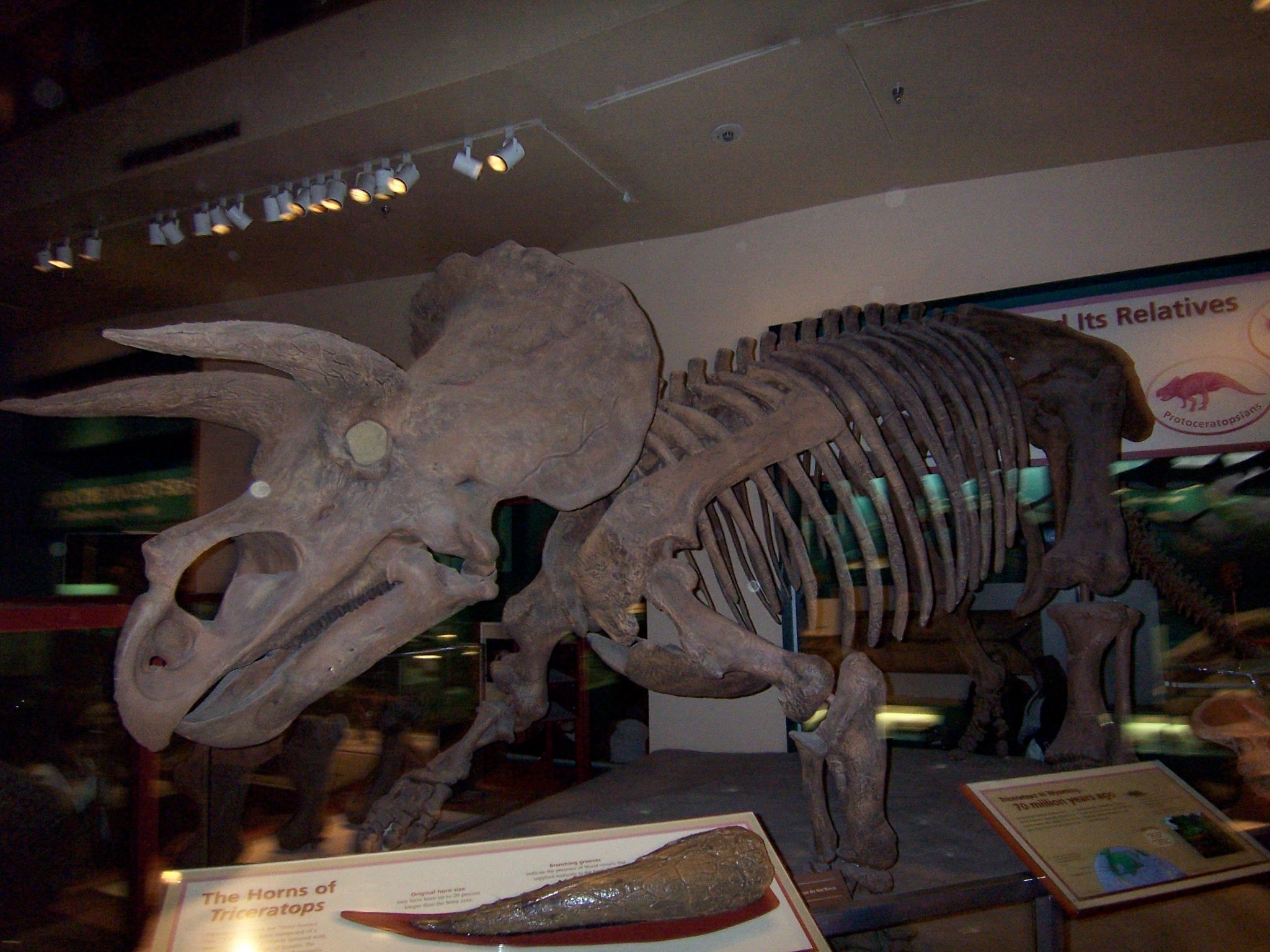 Natural History Dino 2.JPG