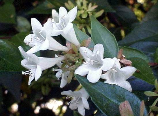 Abelia grandiflora_flores.jpg