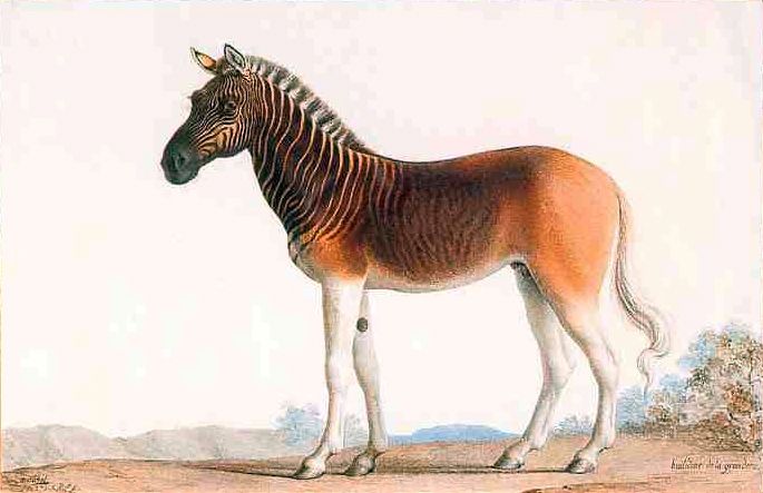 Quagga.jpg