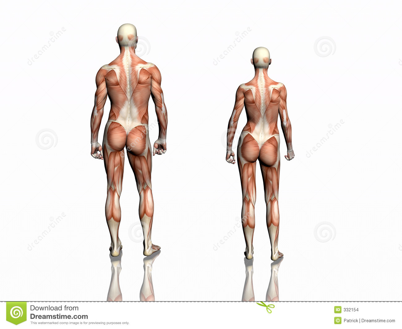 anatomy-man-woman-332154.jpg