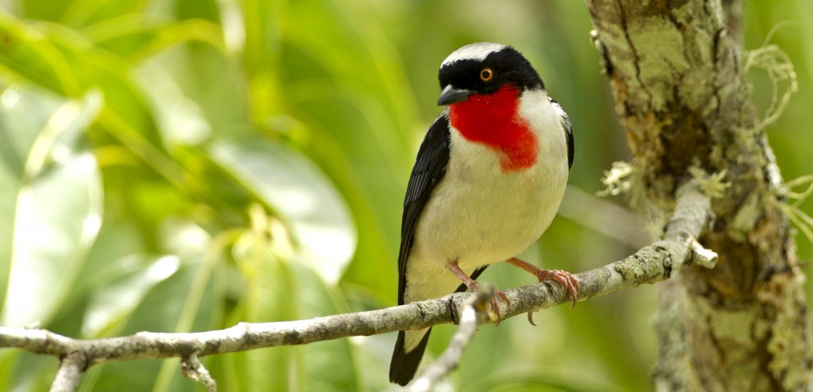 Assaulted by deforestation - however another shelter brings seek after the Cherry-throated Tanager.jpg