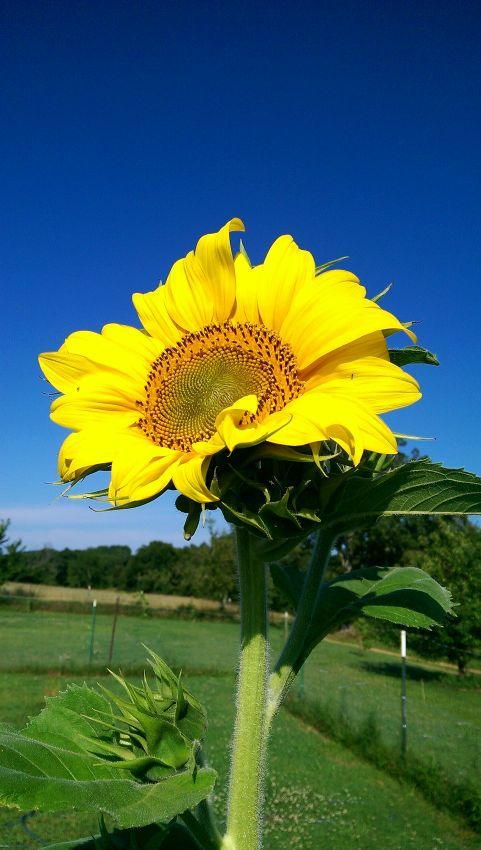 yellow sunflower.jpg