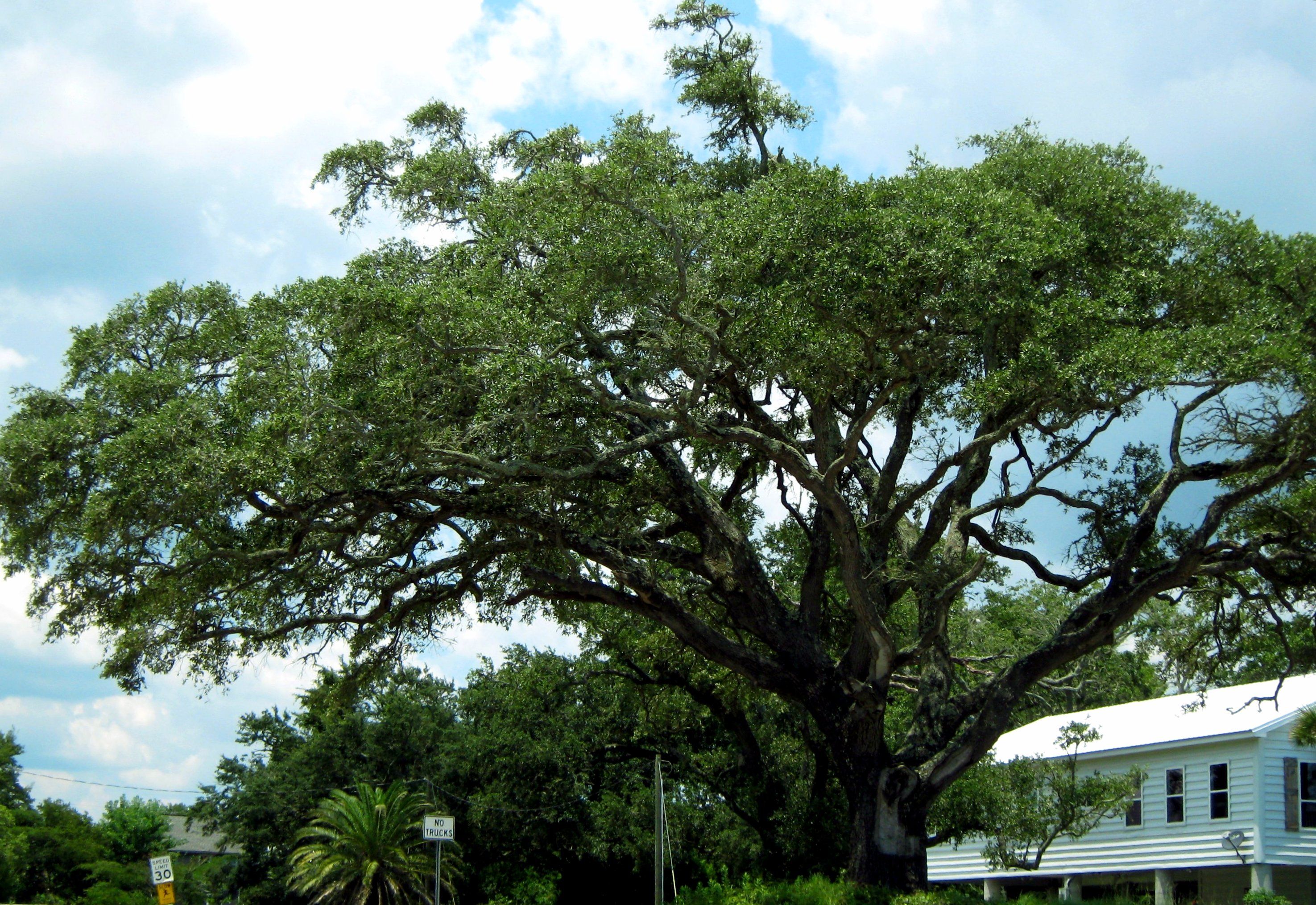 Katrina Trees 006.JPG