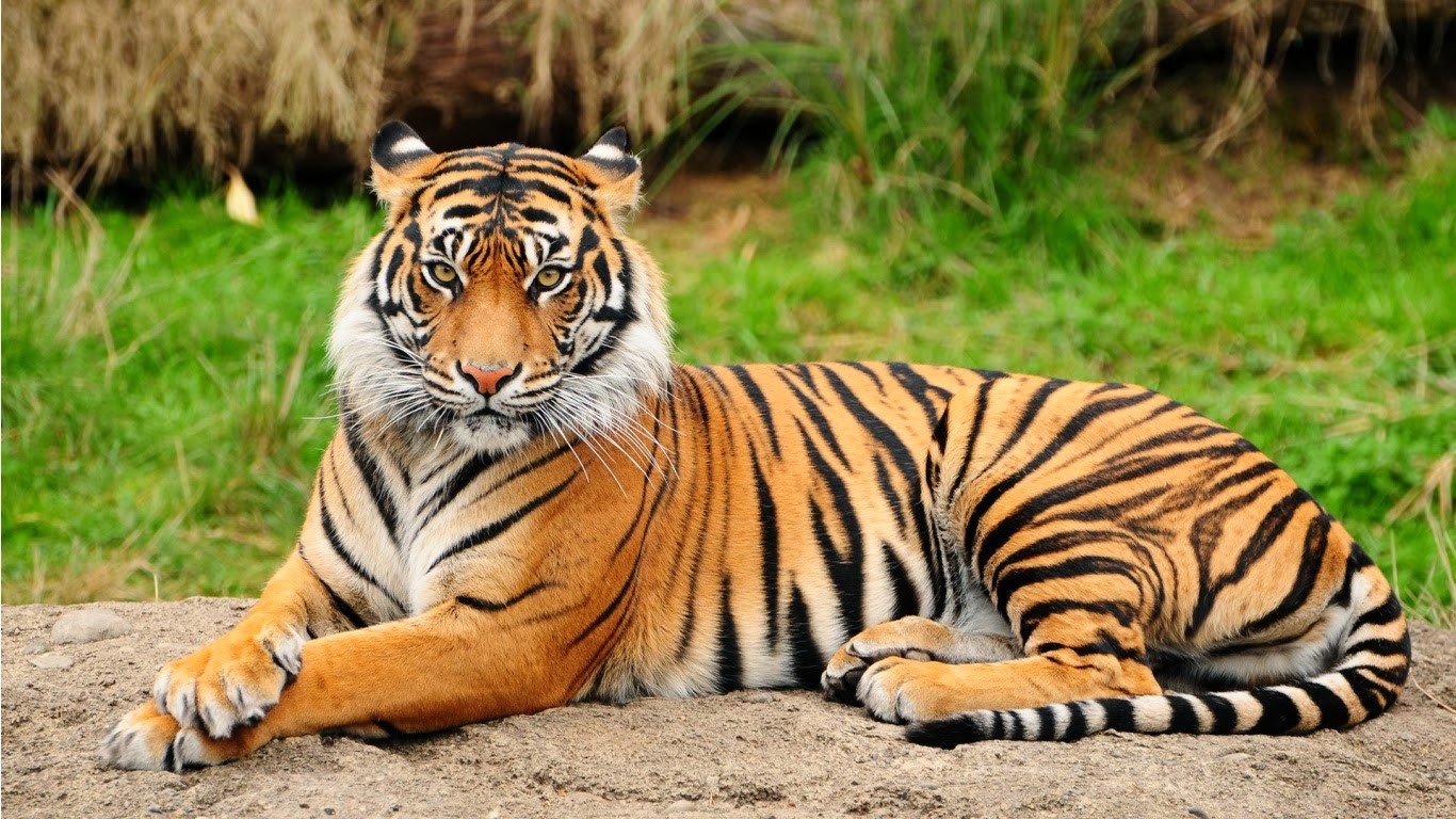 zen-gardens-latest-royal-bengal-tiger-hq-475221.jpg