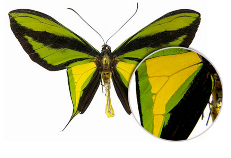 Seven Types Of Butterflies Steemit