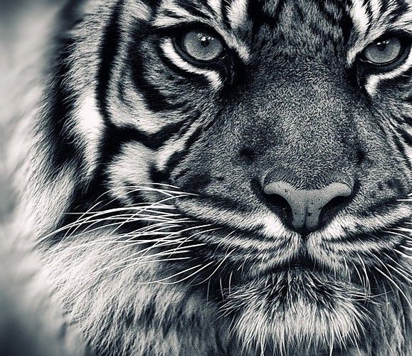 animals-tigers-grayscale-background-1632201.jpg