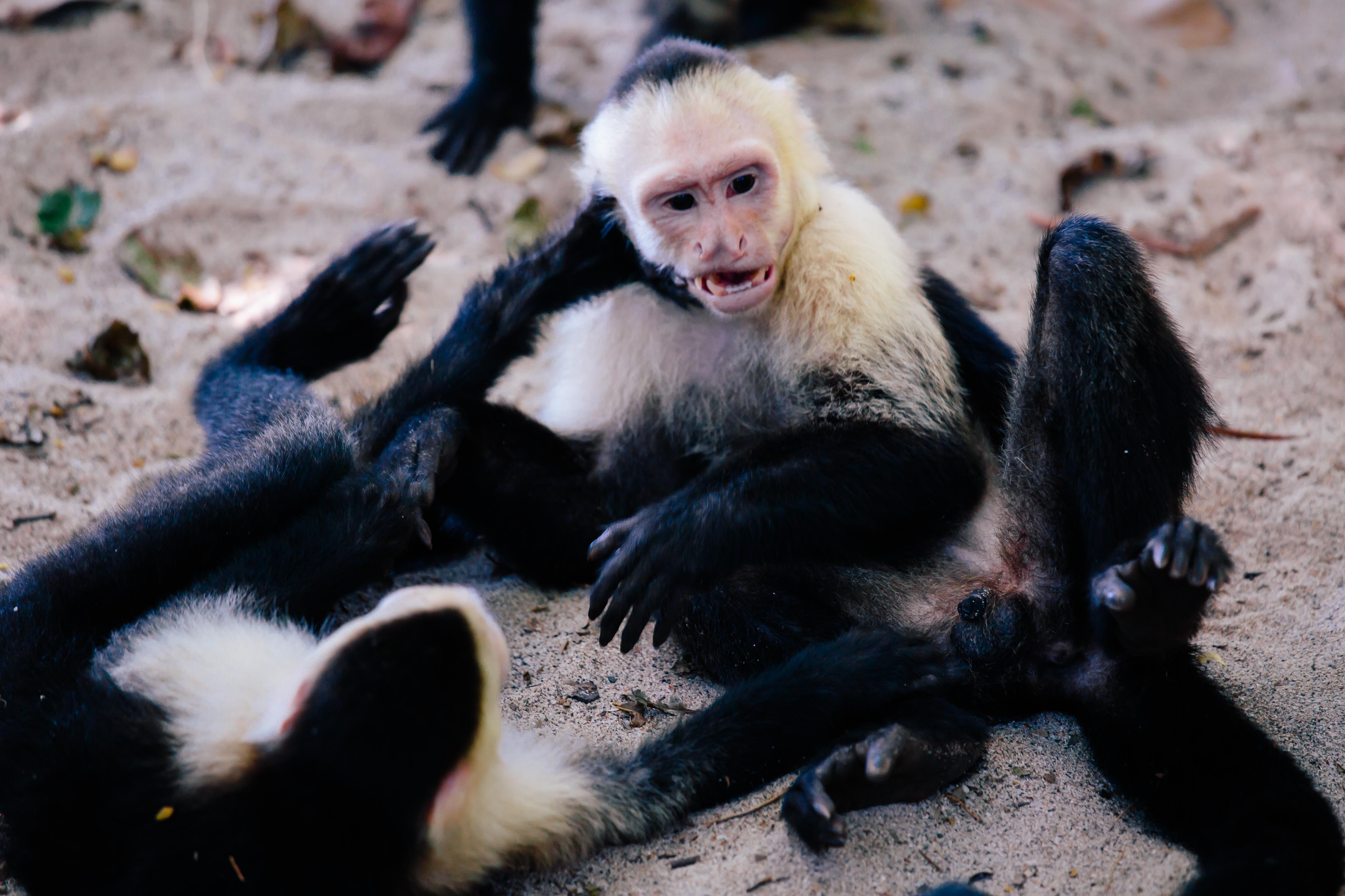 Capuchin 5.jpg