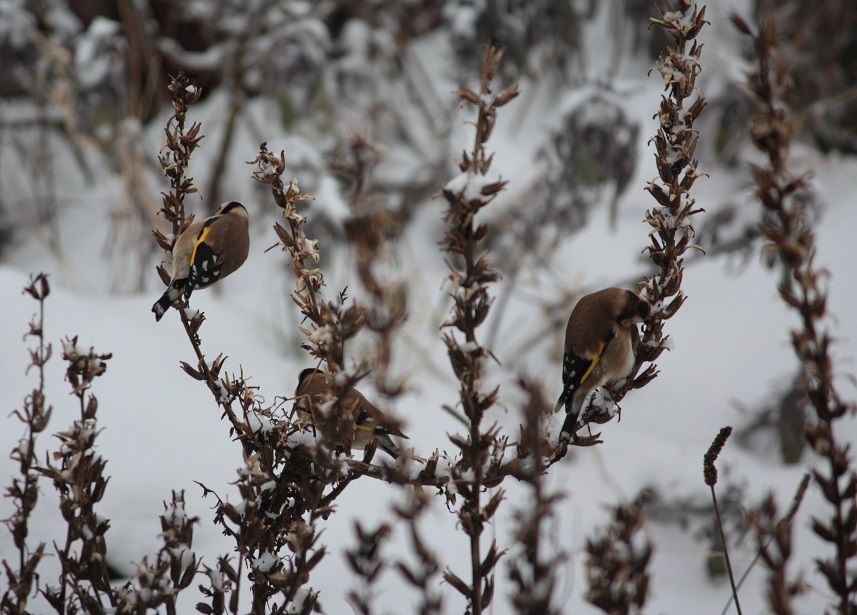 goldfinches on evening primrose.jpg