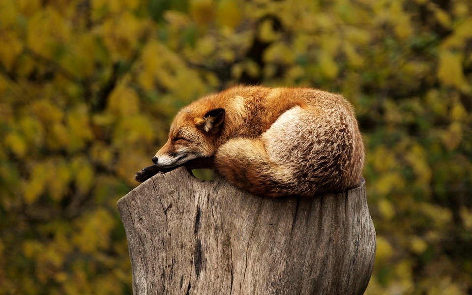 fox-1284512_960_720.jpg
