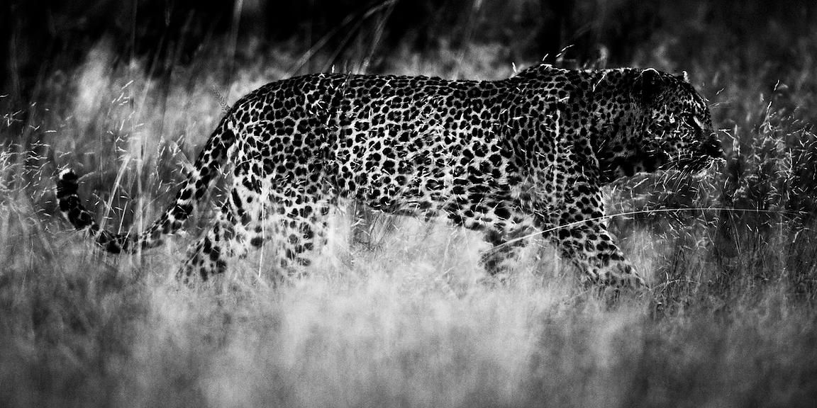 4370-Leopard_in_the_grass_Laurent_Baheux_xgaplus.jpg