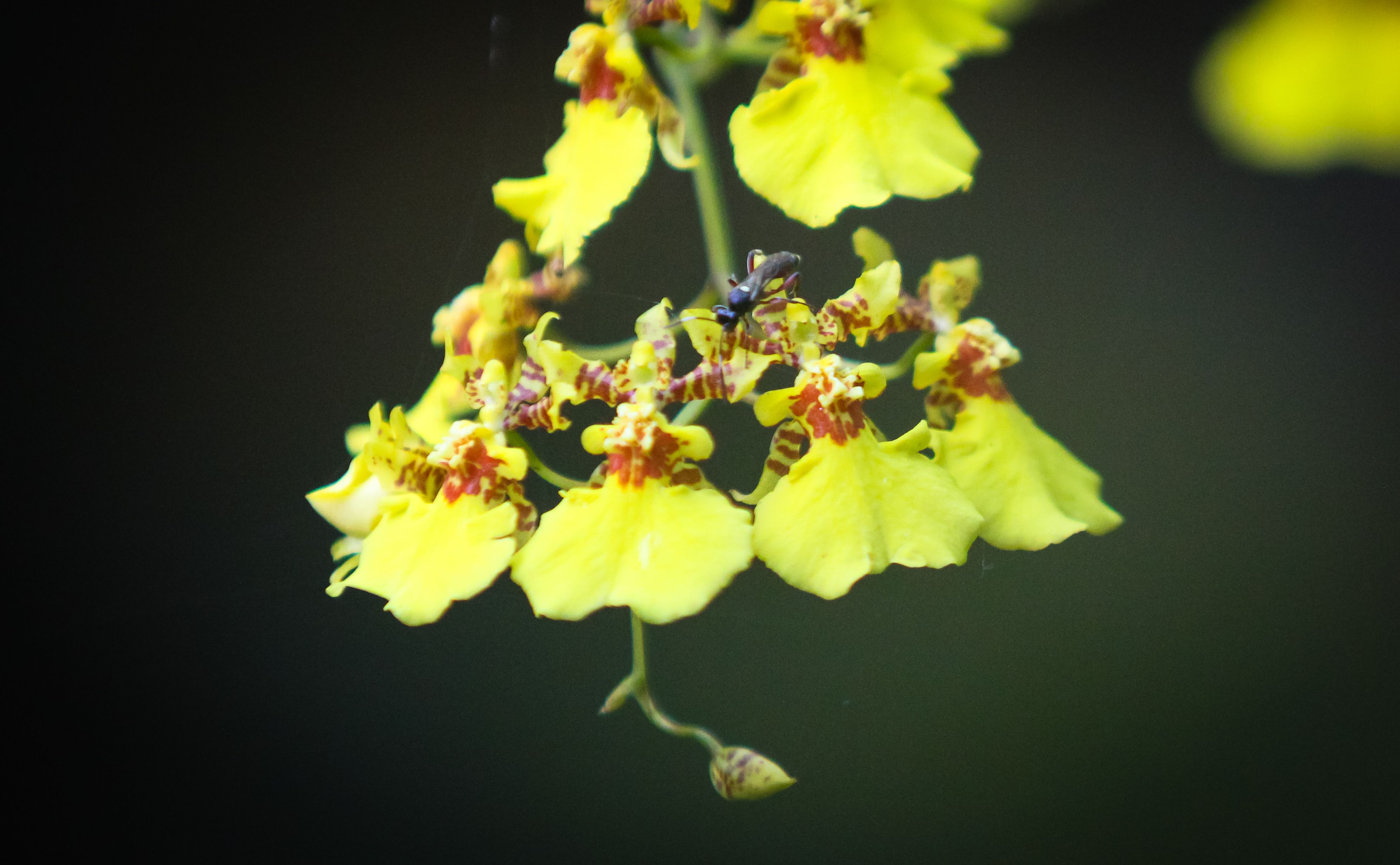 group of petals