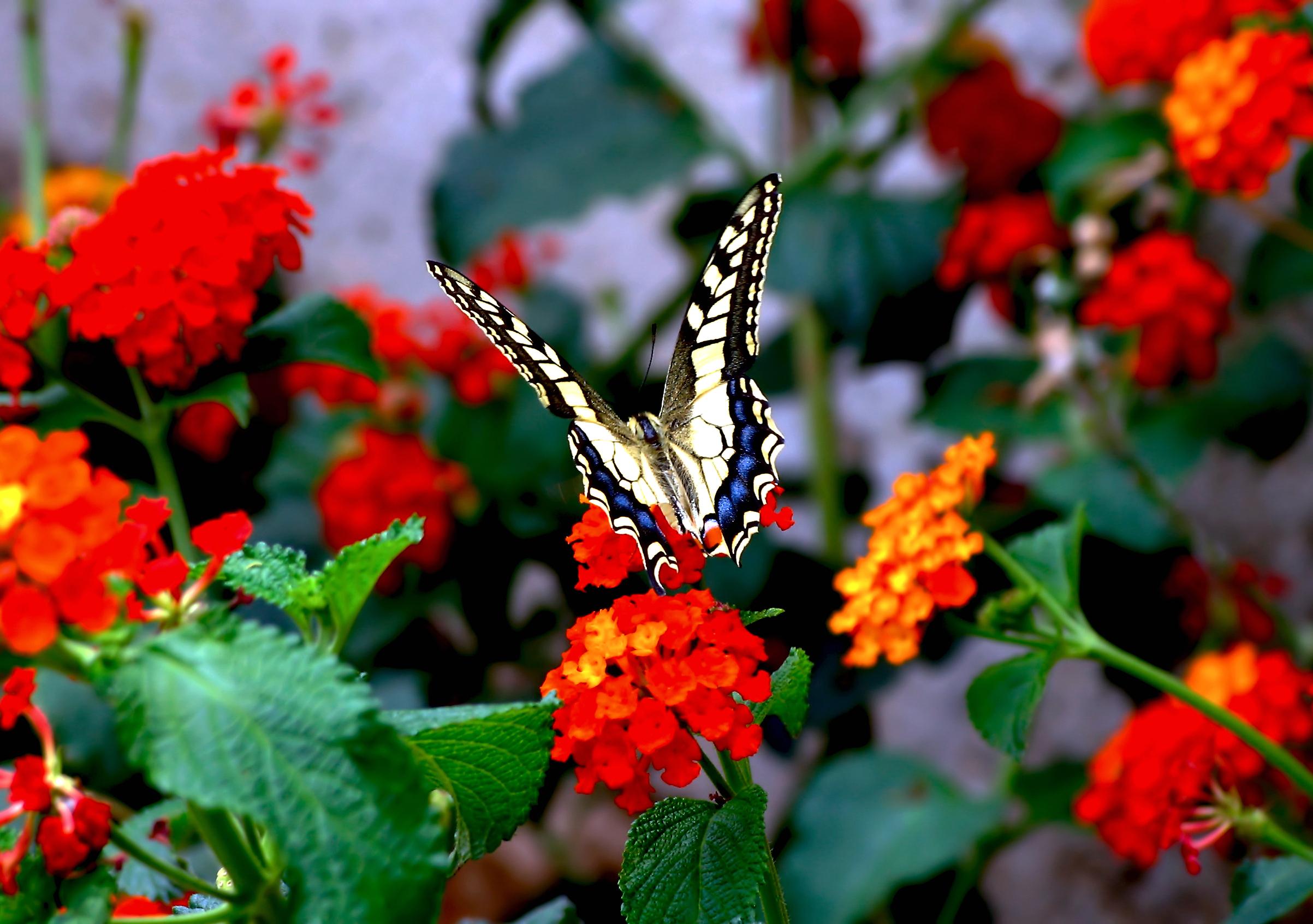 butterfly-lantana-flowers-wallpaper.jpg