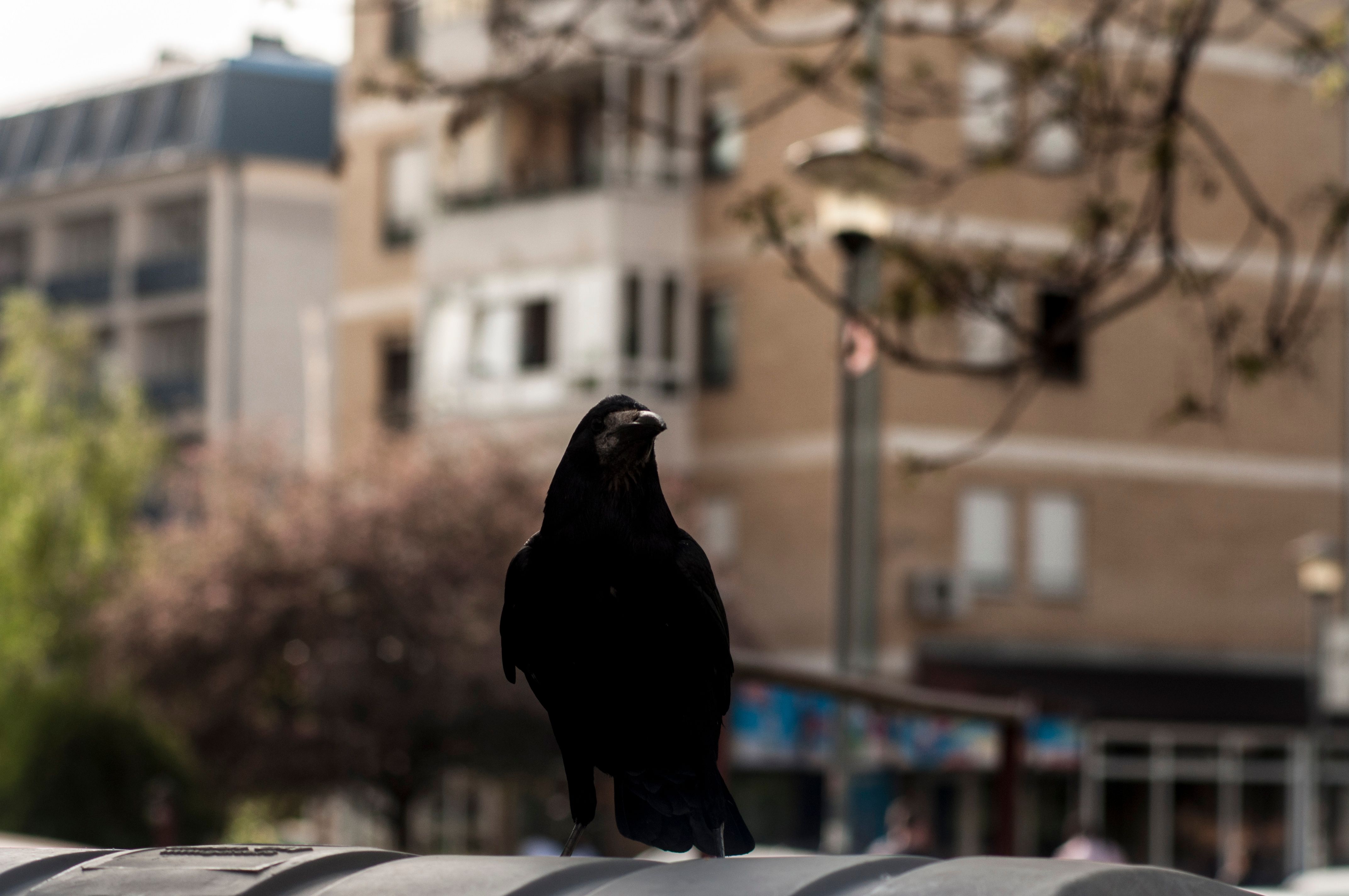 crow.jpg