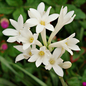 rajnigandha-polianthes-tuberosa.jpg