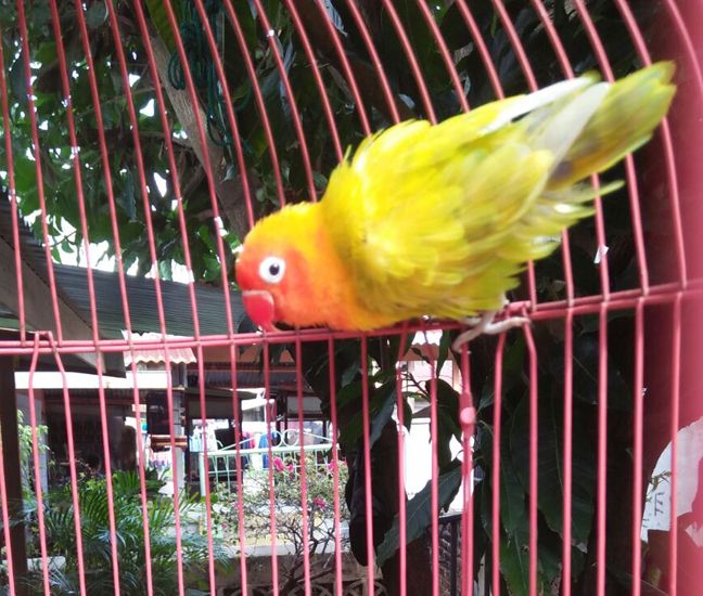 The action bird after shower.jpg