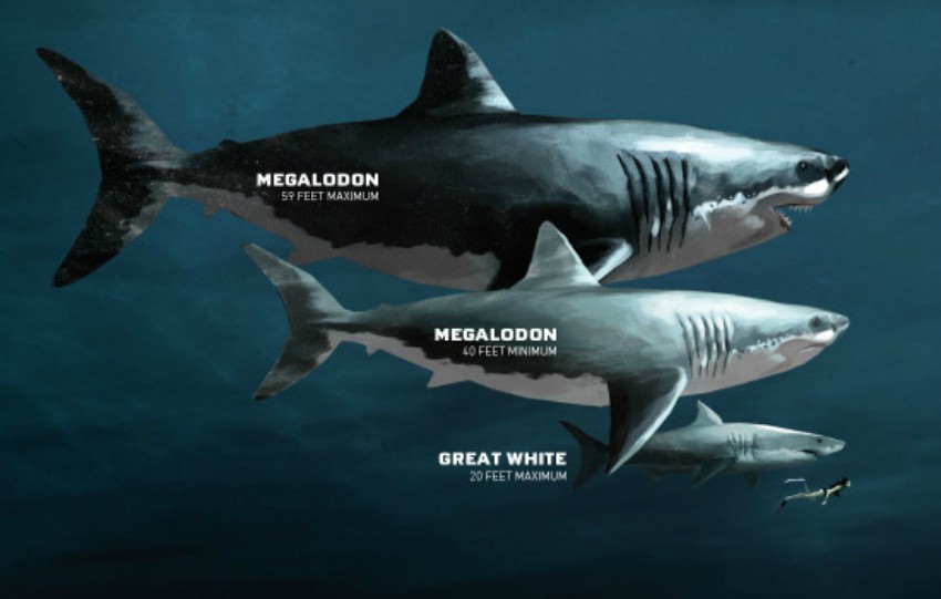 Megalodon-Resized.jpg