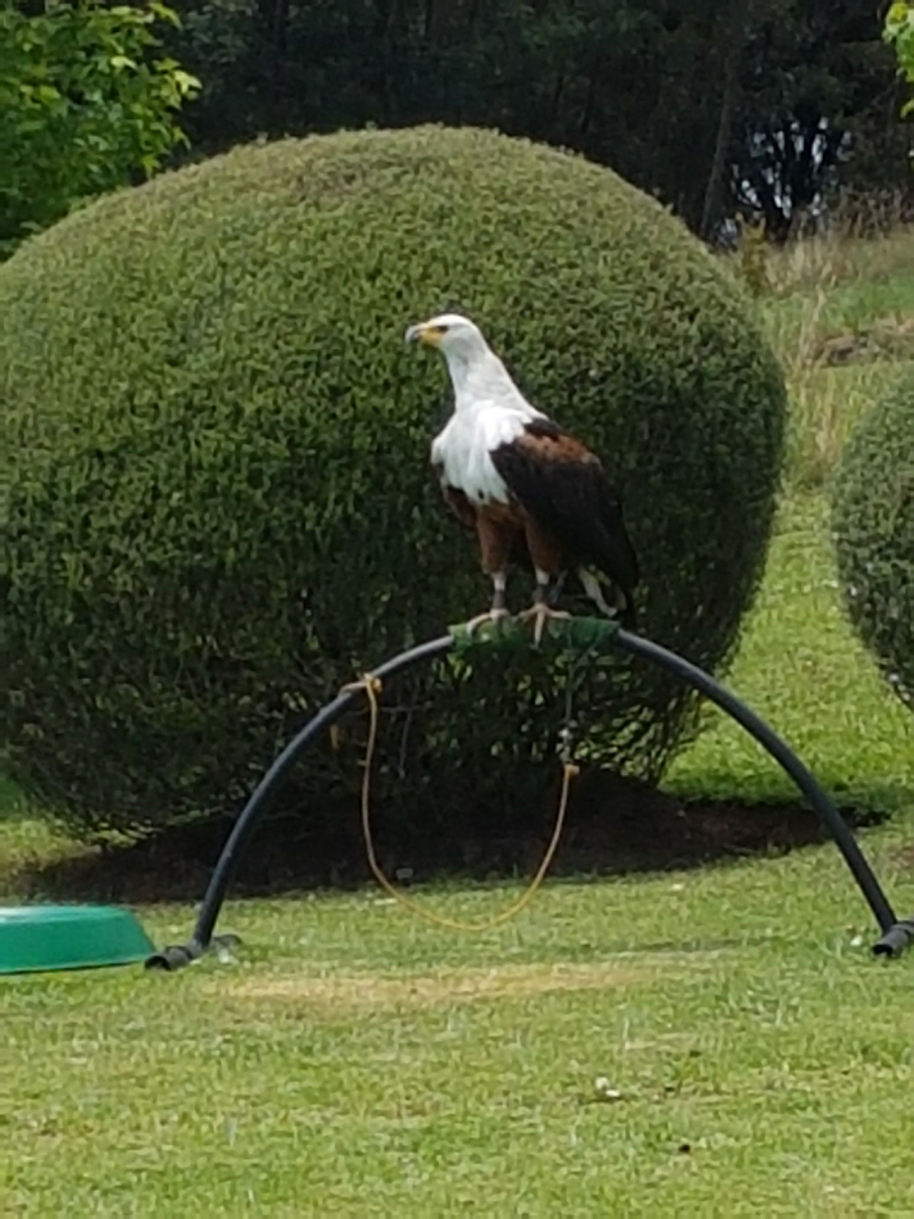 FalconRidge AfricanFish Eagle2.jpg