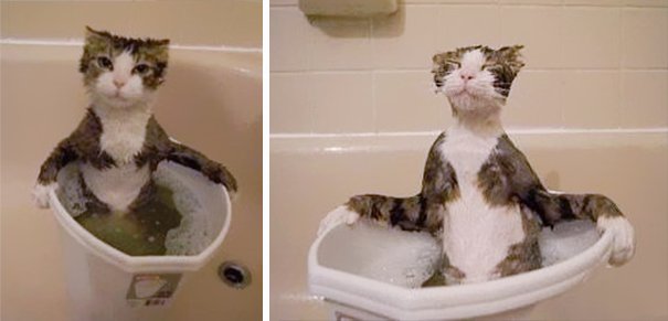 cat-loves-water-bath-4__605-1.jpg