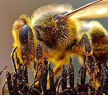 220px-Bees_Collecting_Pollen_cropped.jpg