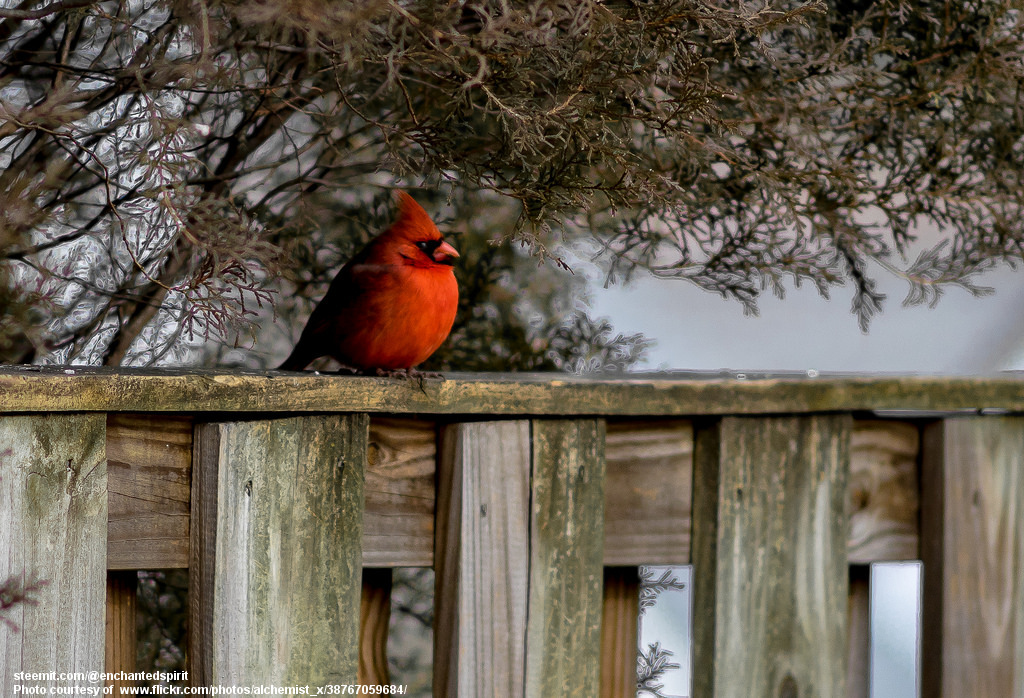 CardinalOnFence-030118.jpg