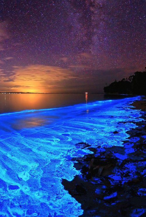 Sollozos Margarita Impresionante Olas Luminosas. (Bioluminiscencia en el mar). — Steemit