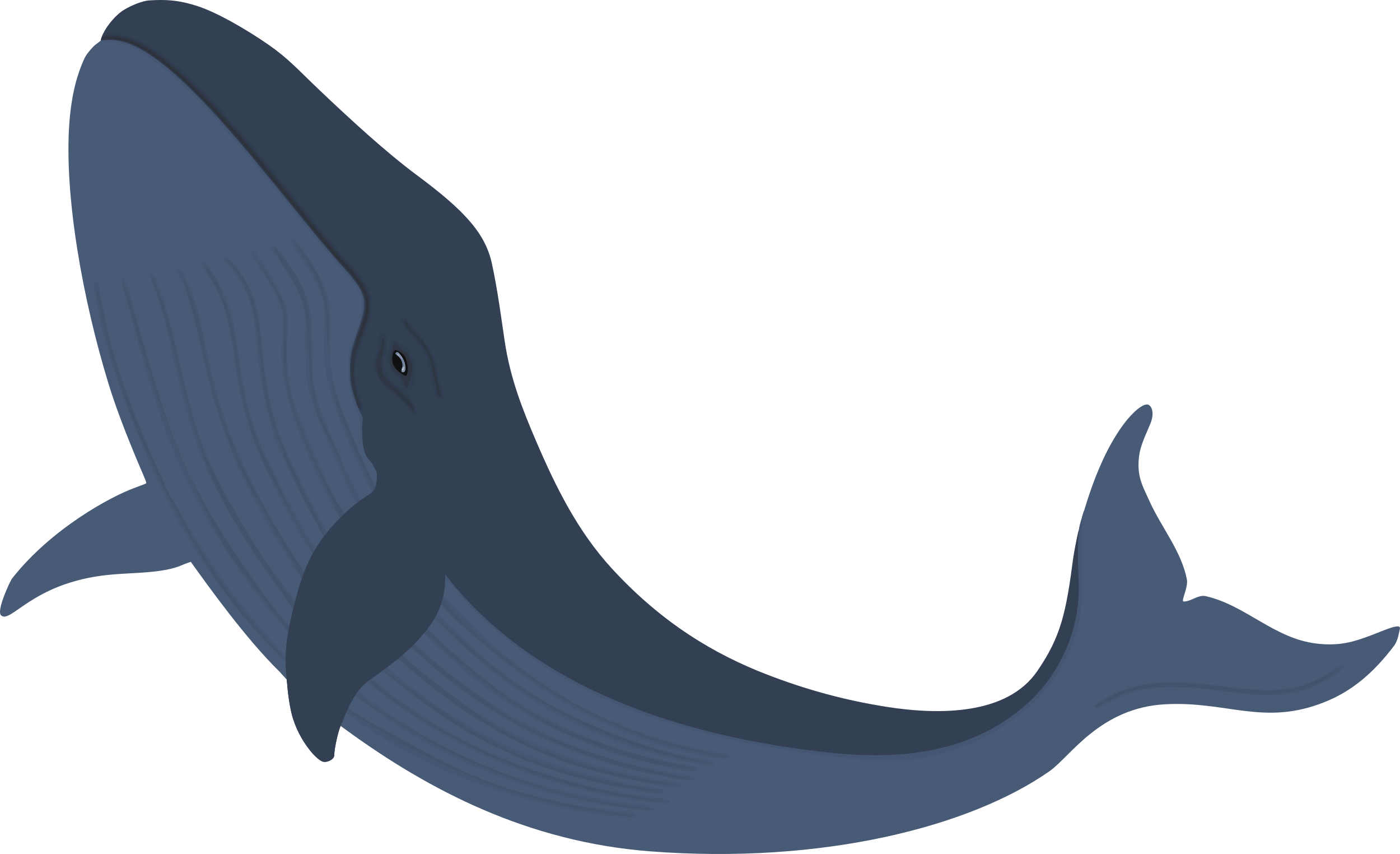 Whale 2500x1524px.png