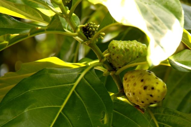 Noni fruits.jpg