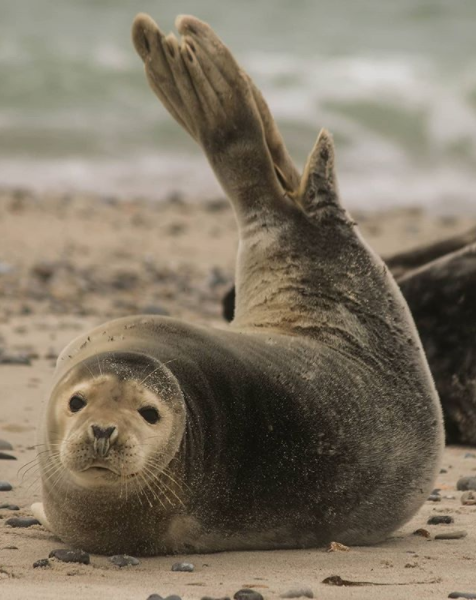 grey seal.PNG