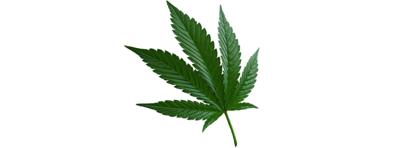 indica-cannabis-leaf.jpg