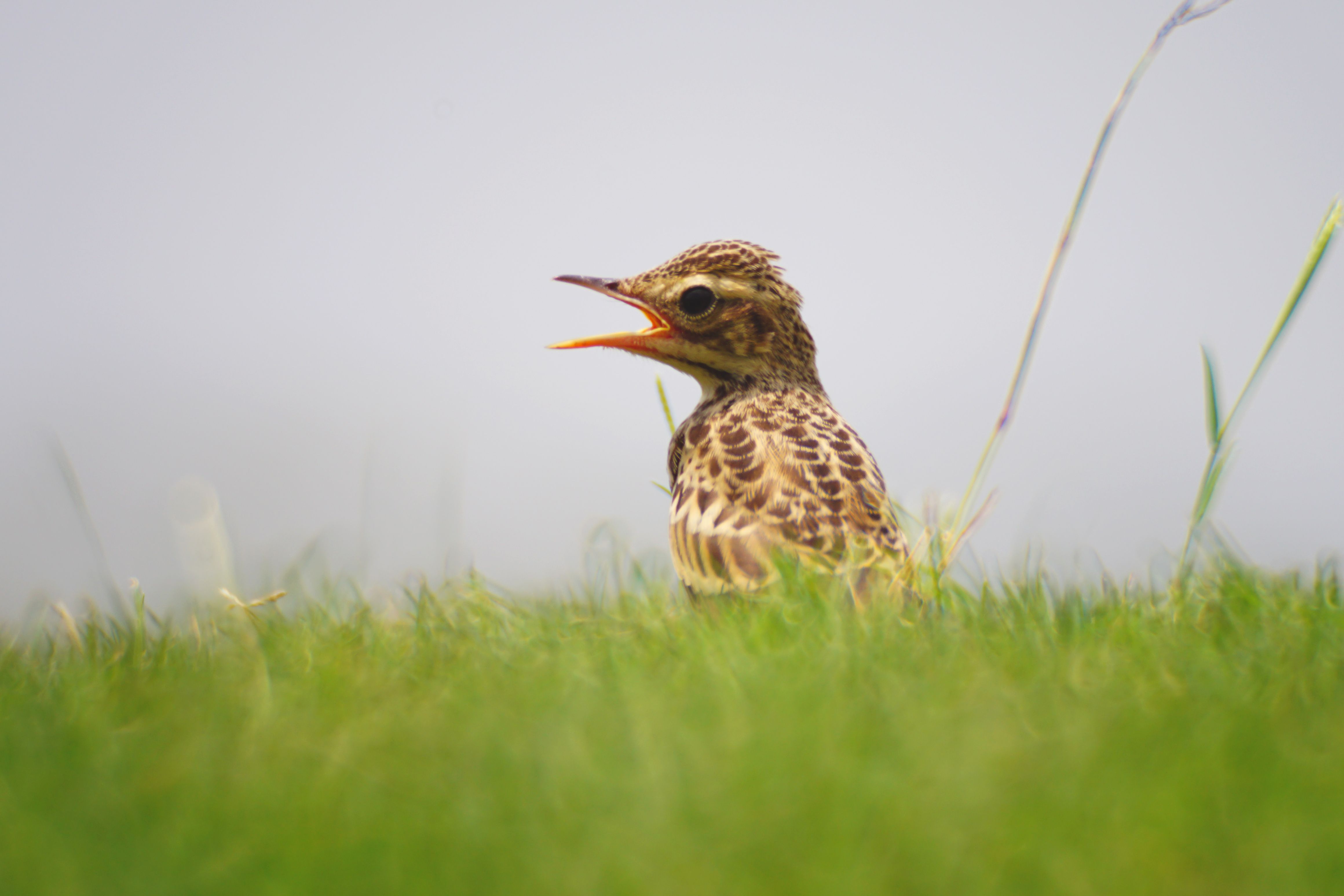 pipit2.jpg