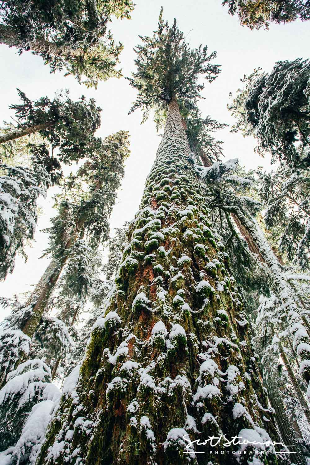 Cathedral Grove-2.jpg