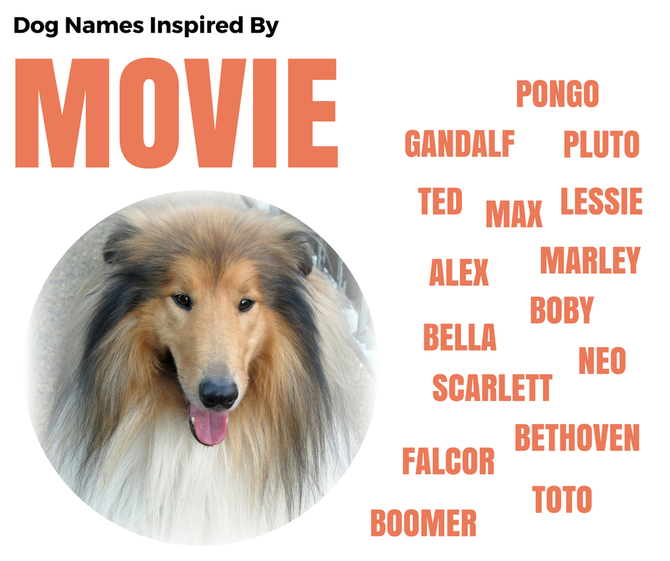 Собачья кличка 6. Dog names. Имена для собак. Красивые имена для собак девочек. Имена для собак картинка.